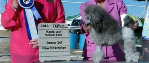 silver toy poodle 