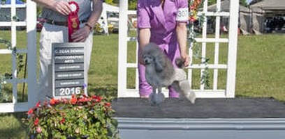 silver toy poodle ckc show champion